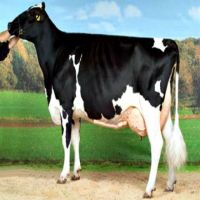 Holstein Heifers