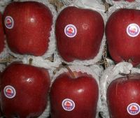   FUJI Apple Red Apple Supply