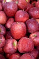 Fresh Fuji and Gala Apple, Available