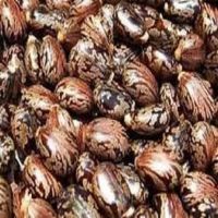 Castor Seeds, Oil Seed,Castor Meal