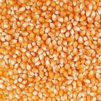 Yellow Popcorn Kernels - Best Price and Quality / Yellow