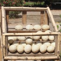 Healthy Ostrich Chicks & Eggs, Parrot Eggs, Chicken Eggs,Fertilized / Hatching Ostrich Egg