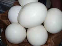 Healthy Ostrich Chicks & Eggs, Parrot Eggs, Chicken Eggs,Fertilized / Hatching Ostrich Egg