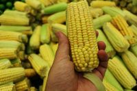 Why should we use Yellow Corn