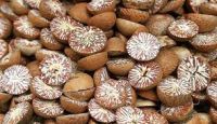 Who can use Betel nuts