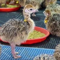 ostrich chicks