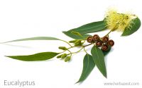 What is the Eucalyptus