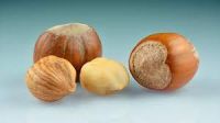 Who can use Hazelnuts
