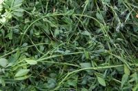 Why should we use Alfalfa hay