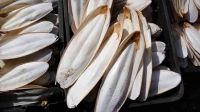 Cuttlefish Bone/ For Bird Clean & Trimmed from Viet Nam/ WhatsApp:+84968250637