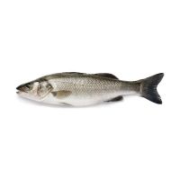 Mediterranean European Seabass