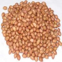 Groundnut(Peanuts)