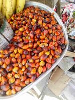 PALM KERNEL NUT