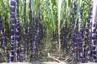 Wholesale Vietnam organic sugarcane high quality and competitive price