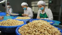 Wholesaler Vietnam organic cashew with high quality and competitive price