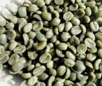 Coffee Bean Common Cultivation Type Robusta Variety Processing Type Green 90% Maturity