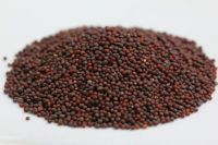 Mustard oil Seeds