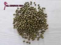 Mung Bean