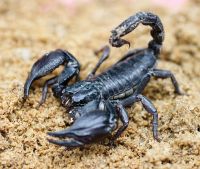 Live Scorpion