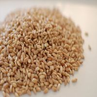 Wholesale bulk barley grain agricultural crops