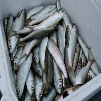 Supply Frozen Herring Fish With All Size