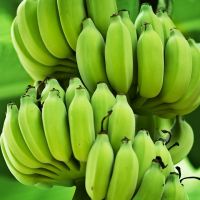 Full Nutrition Fresh Green Banana Increase Muscles Organic Long Yellow Cavendish