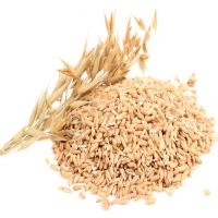 Premium quality natural oats grain in bulk