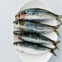 Frozen sardine fish whole round