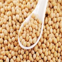 NON- GMO INDIAN Soybean seed / Soyabean seed