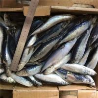 Super Sale Custom Temperature Frozen Fresh Wolf Herring Fish/Frozen Fresh Wolf Herring Fish