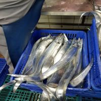 High Quality Frozen Ribbon fish - Best Offer From Hai Trieu Factory - Vietnam