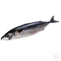 Japan species fish frozen mackerel