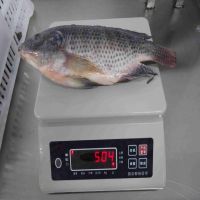 Frozen Tilapia Fish New Season Whole Round Frozen Black Tilapia Fish Export With Competitive Price 