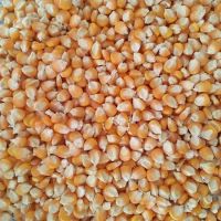 Yellow Maize, Dried Yellow Corn, Popcorn, White Corn Maize