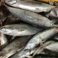Premium Frozen Yellowfin Tuna Saku Sashimi Grade CO Treated - Best price from Vietnam