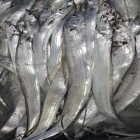 Frozen Ribbon Fish - Ribbon Fish Export Quality - 