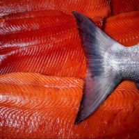 fresh salmon prices,fresh salmon fillet,frozen chum salmon fillet