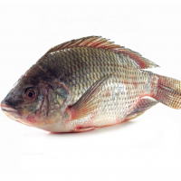 IQF Freezing Tilapia Fish