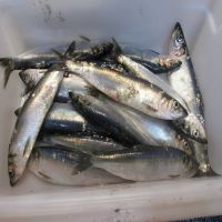 High quality whole round baltic frozen herrings fish