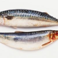 Frozen Herring Fish, Imported from the UK & Norway, Fresh Wild Seafood