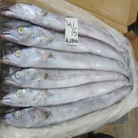 BQF Frozen fresh whole round ribbon fish for sale