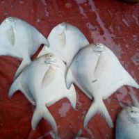 New Arrival Good Price Whole Round Frozen Golden Pomfret Fish On Sale