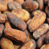 Hot Selling High Grade Organic Dried Cocoa Beans