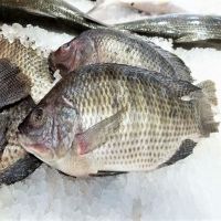 Fresh Frozen Organic Best Quality Tilapia Fish in Wholesale