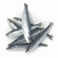 Frozen Sardine Fish Promotional Wholesale Fast Delivery IQF Frozen Sardine Fish Whole Round