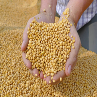 Top quality Non GMO Soybean ( Soybean seeds) Organic soybean seeds