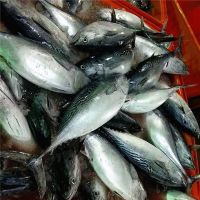 New Product Frozen Tuna Fish Yellowfin