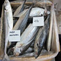 Pacific Mackerel IQF Frozen Seafood Natural Blue Mackerel