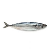 Hot Sale Seafood Frozen Whole Round Pacific Fish Mackerel