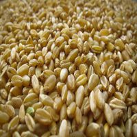 Wholesale Wheat Grain Human Consumption